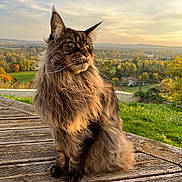 Shiro a rejoint le concours — aidez-le/la à gagner de superbes lots ! animal, calm, cat, ears, feline, grass, greenery, landscape, long_hair, majestic, nature, outdoor, peaceful, portrait, scenic, sitting, sky, sunset, whiskers, wooden_deck