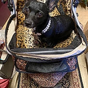 Sophie is registered to the contest to win money with this photo: dog, small_dog, black_dog, leopard_print, stroller, pet_accessory, pearl_necklace, indoor, carpet, curious_eyes, pet, animal, furniture, household, cozy, looking_up, ears, close_up, domestic, companion