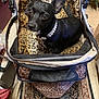 dog, small_dog, black_dog, leopard_print, stroller, pet_accessory, pearl_necklace, indoor, carpet, curious_eyes, pet, animal, furniture, household, cozy, looking_up, ears, close_up, domestic, companion