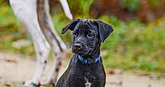 Paddy a rejoint le concours — aidez-le/la à gagner de superbes lots ! animal, autumn, background_dog, black_puppy, blue_collar, canine, curious, dog, forest, grass, leaves, nature, outdoor, path, pet, playful, sitting, spotted_dog, walking, young_dog