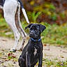 animal, autumn, background_dog, black_puppy, blue_collar, canine, curious, dog, forest, grass, leaves, nature, outdoor, path, pet, playful, sitting, spotted_dog, walking, young_dog