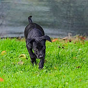 Paddy a rejoint le concours — aidez-le/la à gagner de superbes lots ! adorable, animal, black_dog, canine, cute, dog, ears, eyes, fur, grass, greenery, nature, outdoor, pet, playful, puppy, snout, summer, walking, young_dog