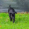 adorable, animal, black_dog, canine, cute, dog, ears, eyes, fur, grass, greenery, nature, outdoor, pet, playful, puppy, snout, summer, walking, young_dog
