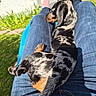Rosie a rejoint le concours — aidez-le/la à gagner de superbes lots ! black_and_tan, blue_recycling_bin, canine, casual, comfort, dachshund, dog, grass, jeans, lap, outdoor, person, pet, puppy, relaxing, resting, shadow, spotted, summer, sunlight