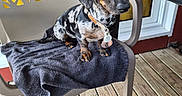Rosie a rejoint le concours — aidez-le/la à gagner de superbes lots ! animal, black_and_tan, chair, collar, curtain, dachshund, dappled_coat, dog, domestic_animal, floor, outdoor, pet, plastic_chair, puppy, sitting, table, tag, towel, window, wooden_deck