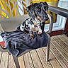 animal, black_and_tan, chair, collar, curtain, dachshund, dappled_coat, dog, domestic_animal, floor, outdoor, pet, plastic_chair, puppy, sitting, table, tag, towel, window, wooden_deck