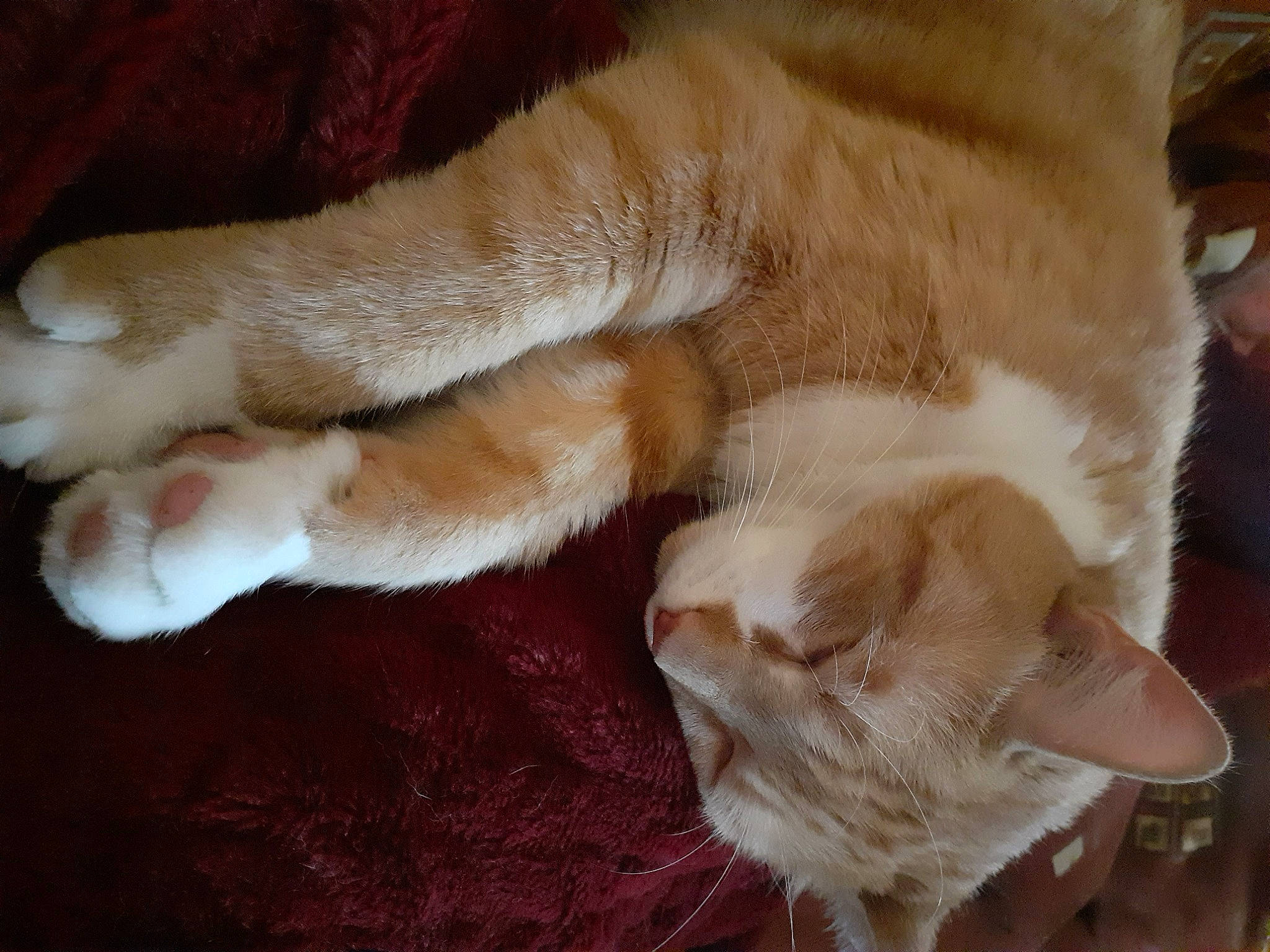 Obi-wan participe au concours pour gagner de l'argent avec cette photo : canidae, carnivore, cat, claw, comfort, companion_dog, dog_breed, domestic_short_haired_cat, ear, fawn, felidae, foot, fur, paw, small_to_medium_sized_cats, snout, sporting_group, tail, whiskers, wood