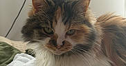 Genevieve joined the competition — help win amazing prizes! cat, calico, fluffy, long_hair, pet, animal, feline, portrait, close_up, whiskers, ears, green_eyes, fur, multicolored, white_fur, brown_fur, orange_fur, bed, blanket, indoors