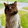 cat, feline, fluffy, long_hair, brown, white, tabby, pet, animal, portrait, close_up, sitting, outdoor, garden, greenery, sunlight, bokeh, whiskers, ears, grumpy