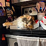 cat, calico_cat, fluffy, longhaired, sleepy, lounging, cardboard_box, kitchen, oven, stovetop, microwave, cooking_utensils, spatula, towel, appliance, home, indoor, resting, whiskers, portrait