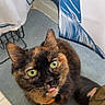 cat, tortoiseshell_cat, pet, animal, green_eyes, tongue_out, collar, orange_collar, sitting, portrait, indoors, chair, gray_fabric, blue_and_white, patterned_background, tile_floor, close_up, alert, funny_expression, photography