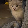 Nismo participe au concours pour gagner de l'argent avec cette photo : animal, blanket, cat, cozy, curious, cute, domestic, feline, floor, fluffy, fur, indoors, kitten, peeking, pet, shy, small, soft, warm_lighting, young