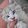 Nismo participe au concours pour gagner de l'argent avec cette photo : adorable, blue_eyes, cat, close_up, cute, domestic_animal, finger, furry, gentle, hand, indoor, interaction, kitten, nibbling, paw, pet, playing, soft_fur, whiskers, young_cat