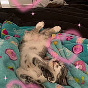 Smeagol joined the competition — help win amazing prizes! kitten, cat, blanket, bed, sleeping, paws, heart_overlay, pink_filter, sparkles, cozy, indoor, bedroom, chair, furniture, fur, cute, pet, nap, relaxed, colorful