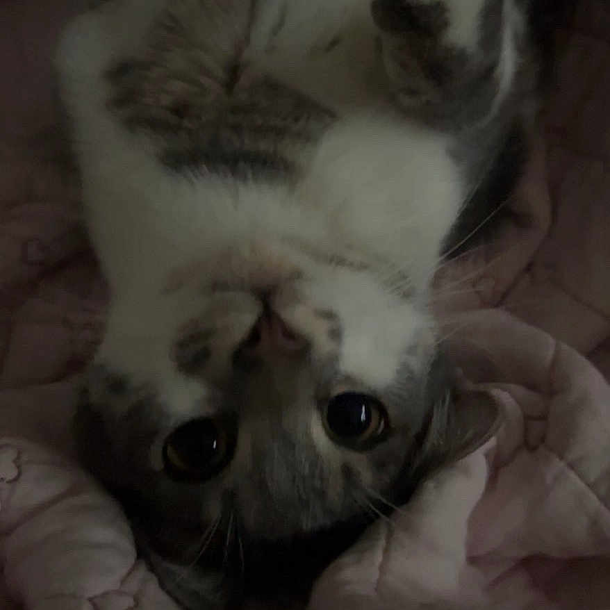 Smeagol joined the competition — help win amazing prizes! bed, blanket, cat, close_up, cozy, cute, eyes, feline, fur, home, indoor, nostrils, paws, pet, portrait, quilt, sleepy, tabby, upside_down, whiskers