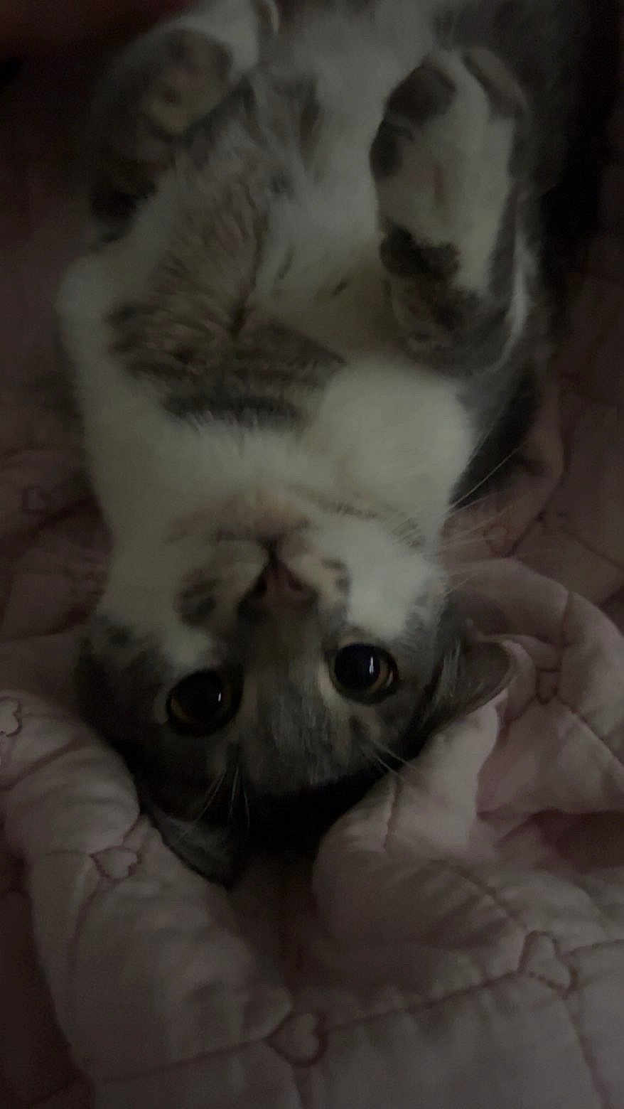 Smeagol joined the competition — help win amazing prizes! cat, feline, pet, upside_down, eyes, whiskers, paws, fur, blanket, quilt, cozy, bed, indoor, close_up, portrait, sleepy, cute, tabby, nostrils, home