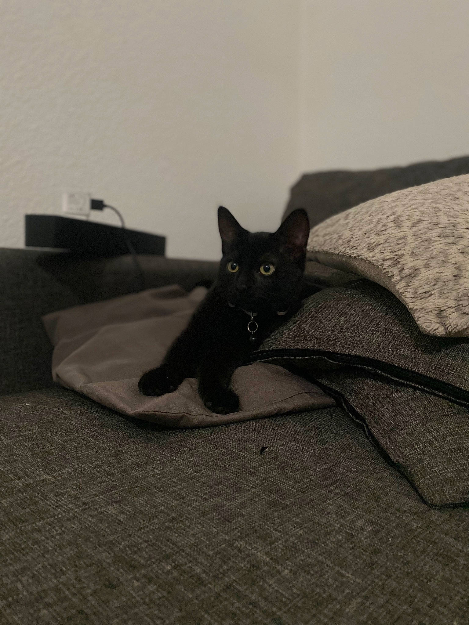 Bulma participe au concours pour gagner de l'argent avec cette photo : black_cat, bombay, carnivore, cat, comfort, domestic_short_haired_cat, felidae, flooring, fur, grey, havana_brown, linens, room, small_to_medium_sized_cats, snout, tail, terrestrial_animal, whiskers