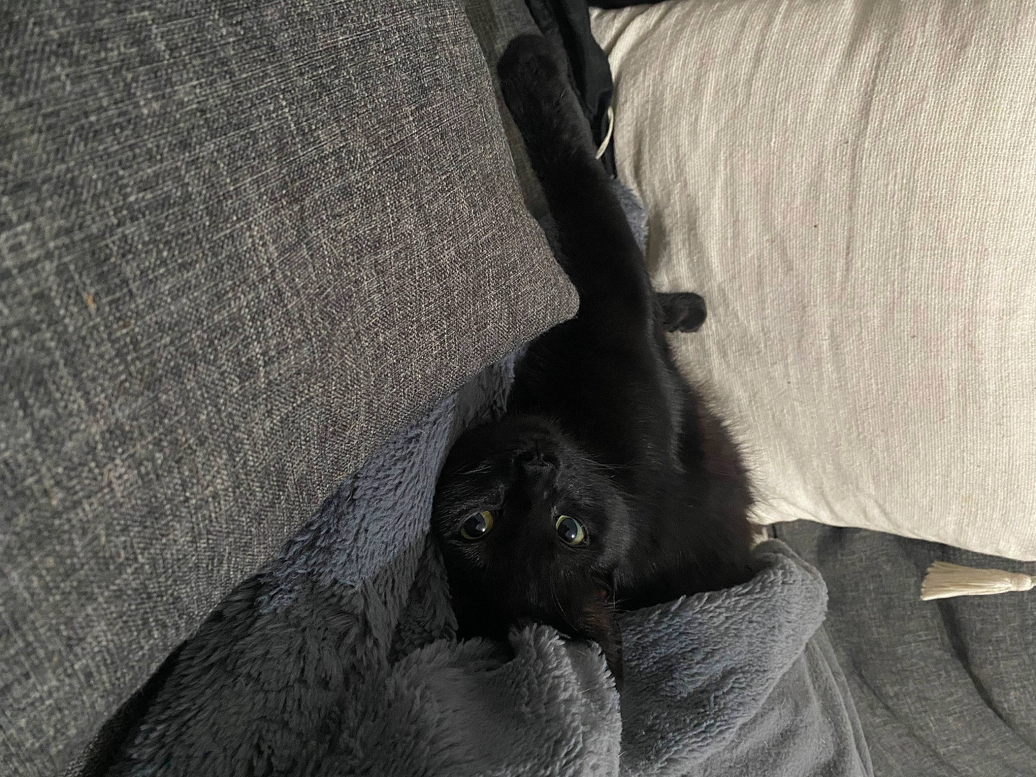 Bulma a rejoint le concours — aidez-le/la à gagner de superbes lots ! black_cat, bombay, carnivore, cat, claw, comfort, dog_breed, domestic_short_haired_cat, felidae, fur, grey, human_leg, monochrome, monochrome_photography, shadow, small_to_medium_sized_cats, snout, tail, tints_and_shades, whiskers