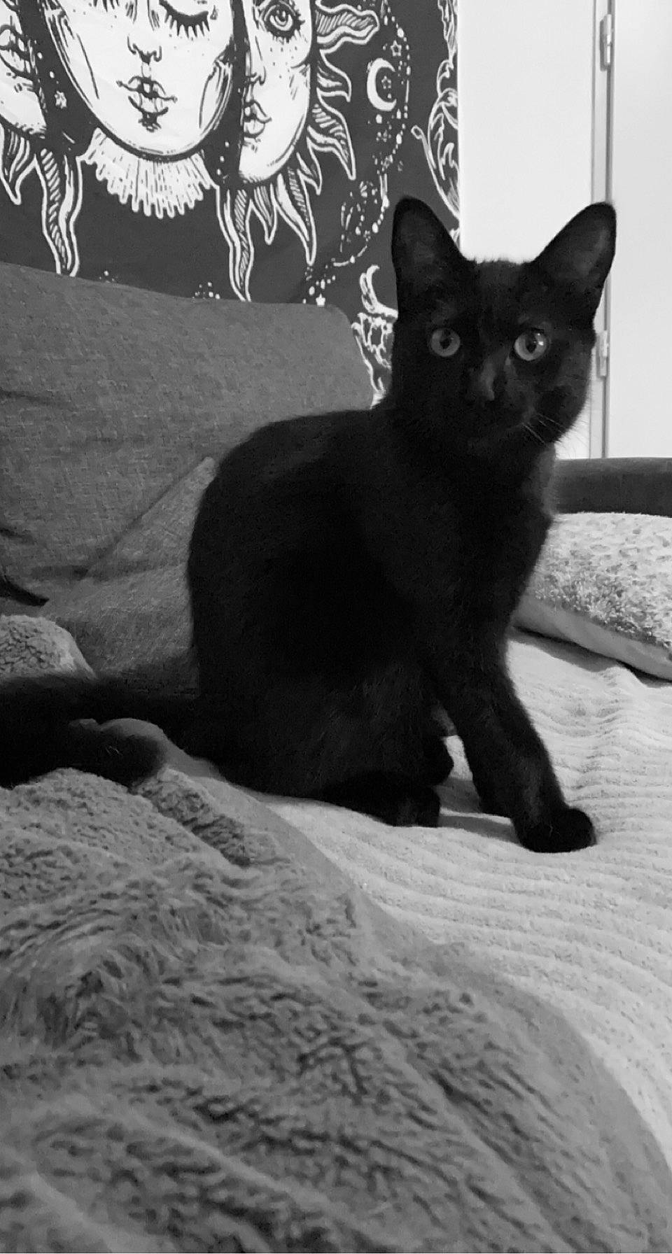 Bulma participe au concours pour gagner de l'argent avec cette photo : black, black_and_white, black_cat, bombay, carnivore, cat, comfort, domestic_short_haired_cat, felidae, fur, grey, monochrome, monochrome_photography, small_to_medium_sized_cats, snout, style, tail, whiskers, white, window