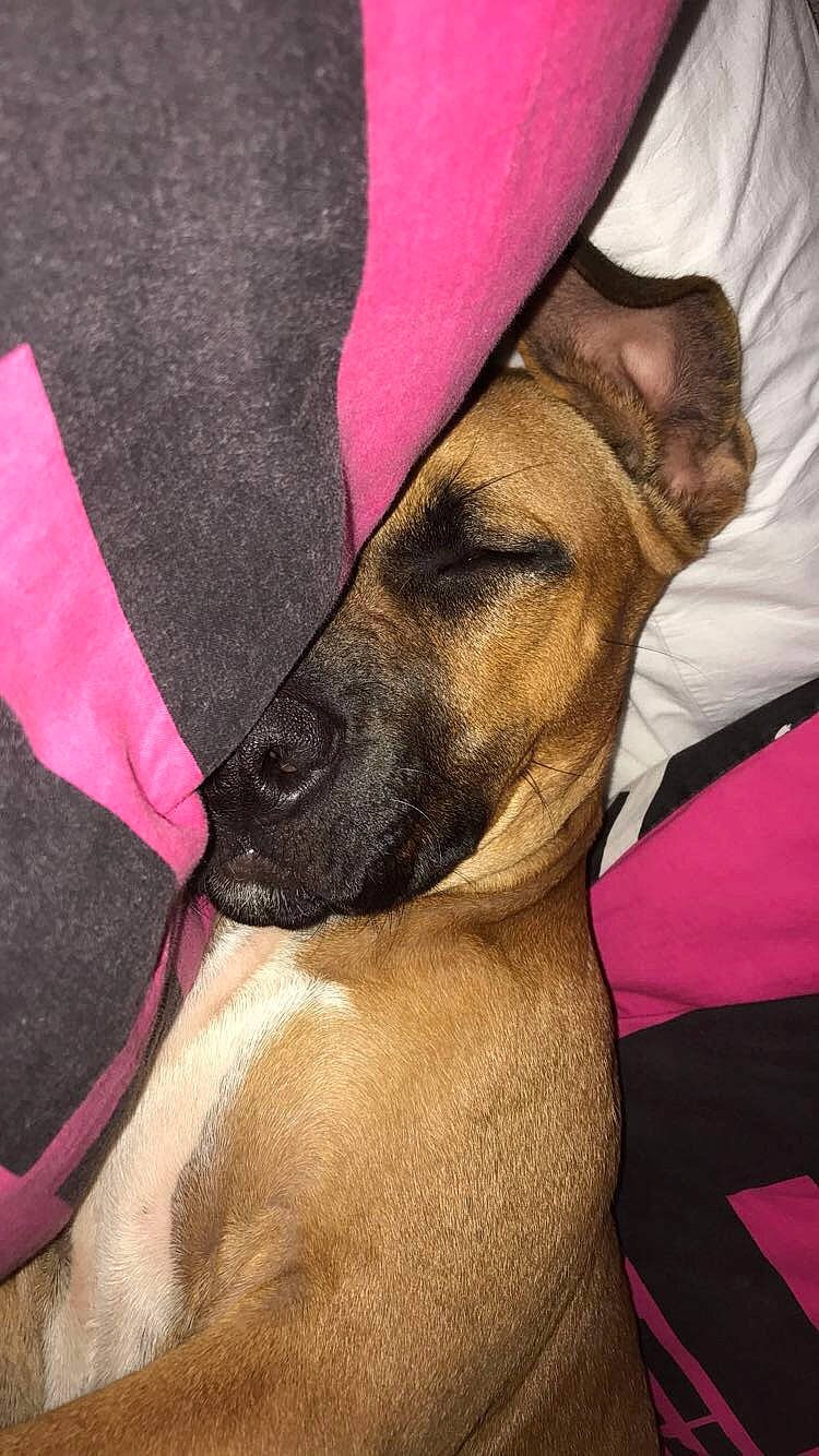 Layko participe au concours pour gagner de l'argent avec cette photo : canidae, carnivore, companion_dog, dog, dog_breed, dog_collar, eyelash, fashion_accessory, fawn, fur, guard_dog, hat, human_leg, magenta, selfie, snout, sporting_group, whiskers, working_animal, wrinkle