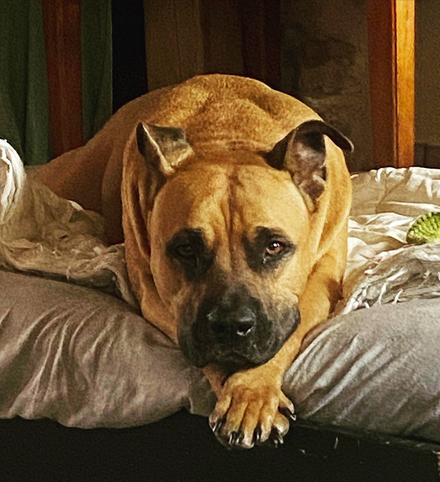 Layko participe au concours pour gagner de l'argent avec cette photo : bored, canidae, carnivore, comfort, companion_dog, dog, dog_breed, fawn, fur, guard_dog, non_sporting_group, puppy, puppy_love, snout, sporting_group, terrestrial_animal, toy_dog, whiskers, working_animal, wrinkle