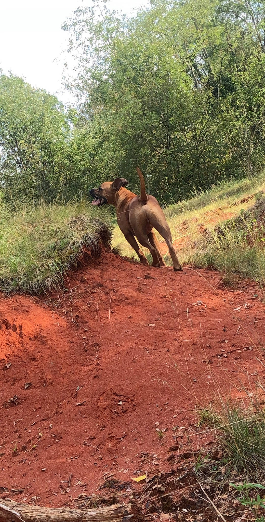 Layko participe au concours pour gagner de l'argent avec cette photo : african_elephant, dirt_road, elephant, elephants_and_mammoths, fawn, forest, grass, grassland, groundcover, indian_elephant, landscape, natural_landscape, plant, shrub, soil, tail, terrestrial_animal, tree, wildlife, working_animal