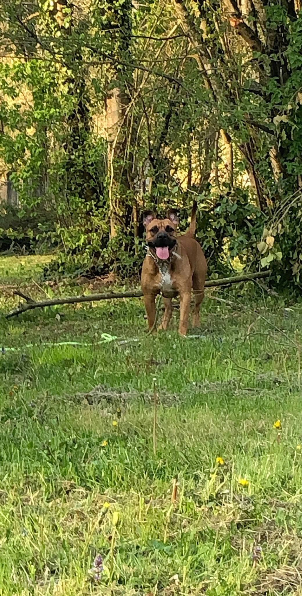 Layko participe au concours pour gagner de l'argent avec cette photo : canidae, carnivore, collar, companion_dog, dog, dog_breed, dog_collar, dog_supply, grass, grassland, groundcover, guard_dog, gun_dog, liver, plant, tail, terrestrial_animal, tree, working_animal, working_dog