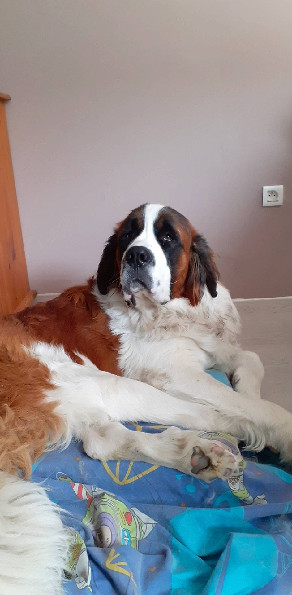 Pumba a rejoint le concours — aidez-le/la à gagner de superbes lots ! canidae, carnivore, companion_dog, dog, dog_breed, drentse_patrijshond, giant_dog_breed, irish_red_and_white_setter, mammal, moscow_watchdog, sporting_group, st_bernard, vertebrate