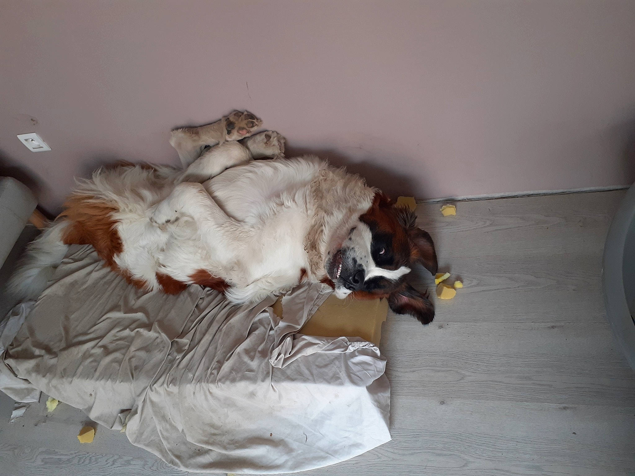 Pumba participe au concours pour gagner de l'argent avec cette photo : canidae, carnivore, dog, dog_breed, english_springer_spaniel, fawn, kooikerhondje, spaniel, sporting_group, welsh_springer_spaniel