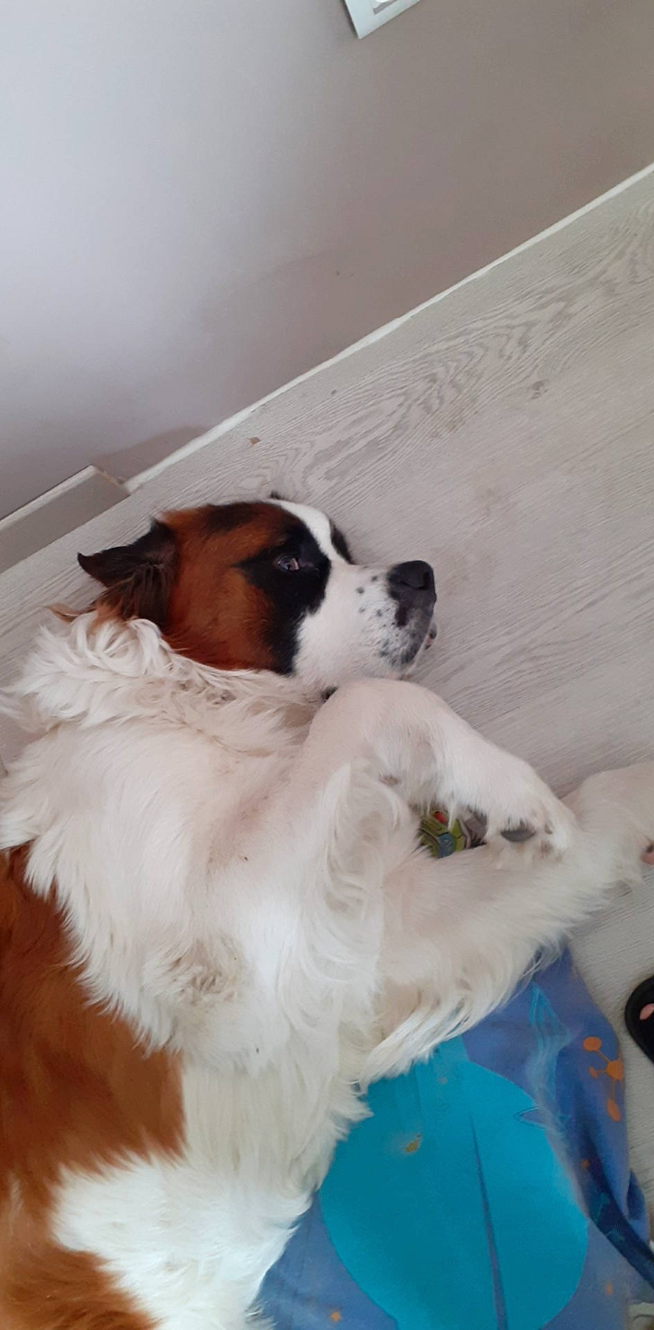 Pumba participe au concours pour gagner de l'argent avec cette photo : canidae, carnivore, companion_dog, dog, dog_breed, fawn, kooikerhondje, mammal, moscow_watchdog, phalene, puppy, puppy_love, sporting_group, st_bernard, vertebrate