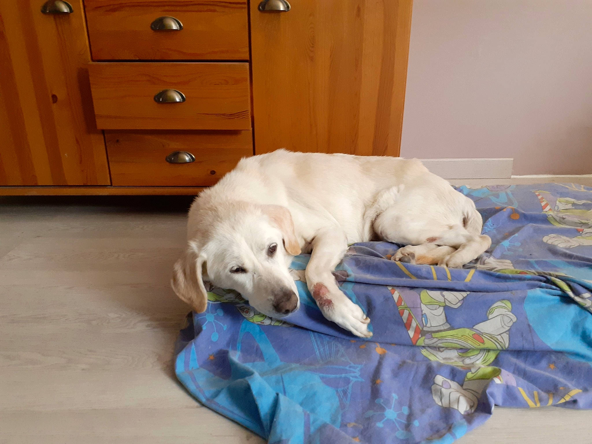 Carraco participe au concours pour gagner de l'argent avec cette photo : akbash_dog, canidae, carnivore, companion_dog, dog, dog_breed, floor, labrador_retriever, nap, puppy, retriever, sporting_group