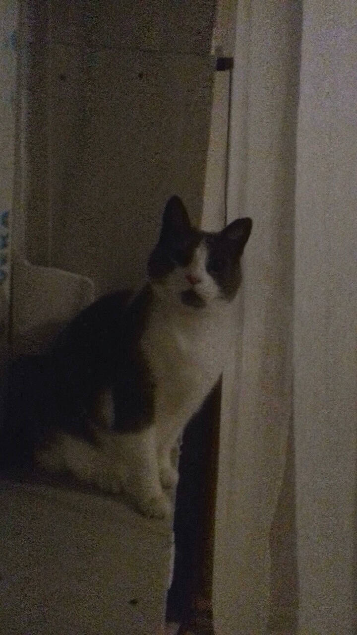 Ronron a rejoint le concours — aidez-le/la à gagner de superbes lots ! aegean_cat, black_and_white, carnivore, cat, domestic_short_haired_cat, fawn, felidae, kitten, polydactyl_cat, small_to_medium_sized_cats, snowshoe, tail, whiskers, window