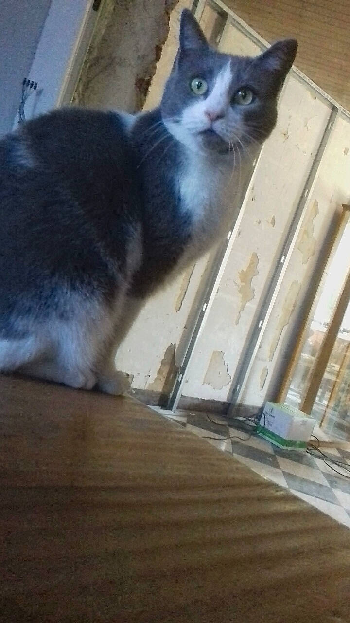 Ronron a rejoint le concours — aidez-le/la à gagner de superbes lots ! aegean_cat, asian, carnivore, cat, domestic_short_haired_cat, felidae, floor, flooring, hardwood, polydactyl_cat, small_to_medium_sized_cats, snout, tail, whiskers, wood