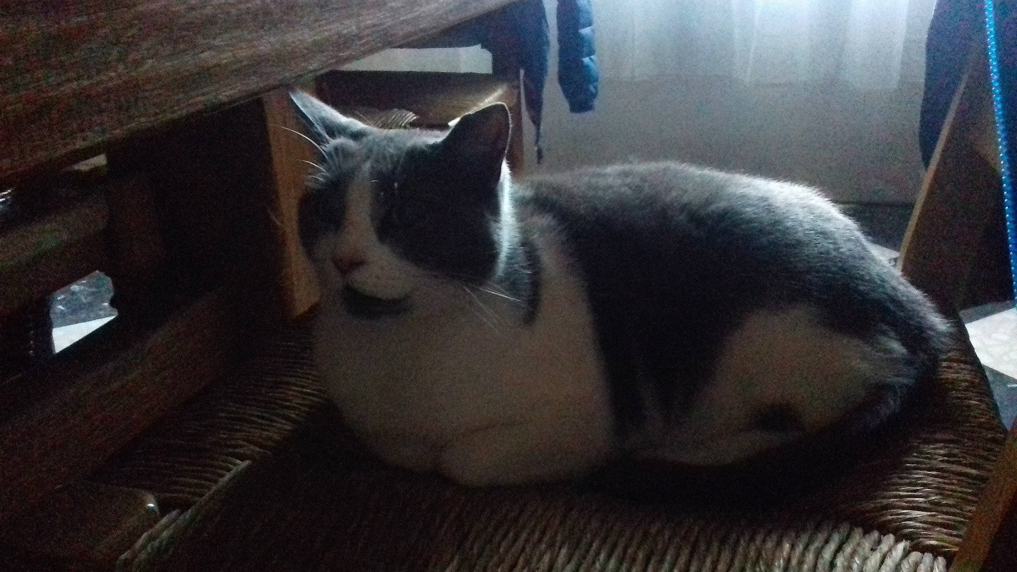 Ronron a rejoint le concours — aidez-le/la à gagner de superbes lots ! carnivore, cat, domestic_short_haired_cat, felidae, kitten, sky, small_to_medium_sized_cats, snout, tail, whiskers