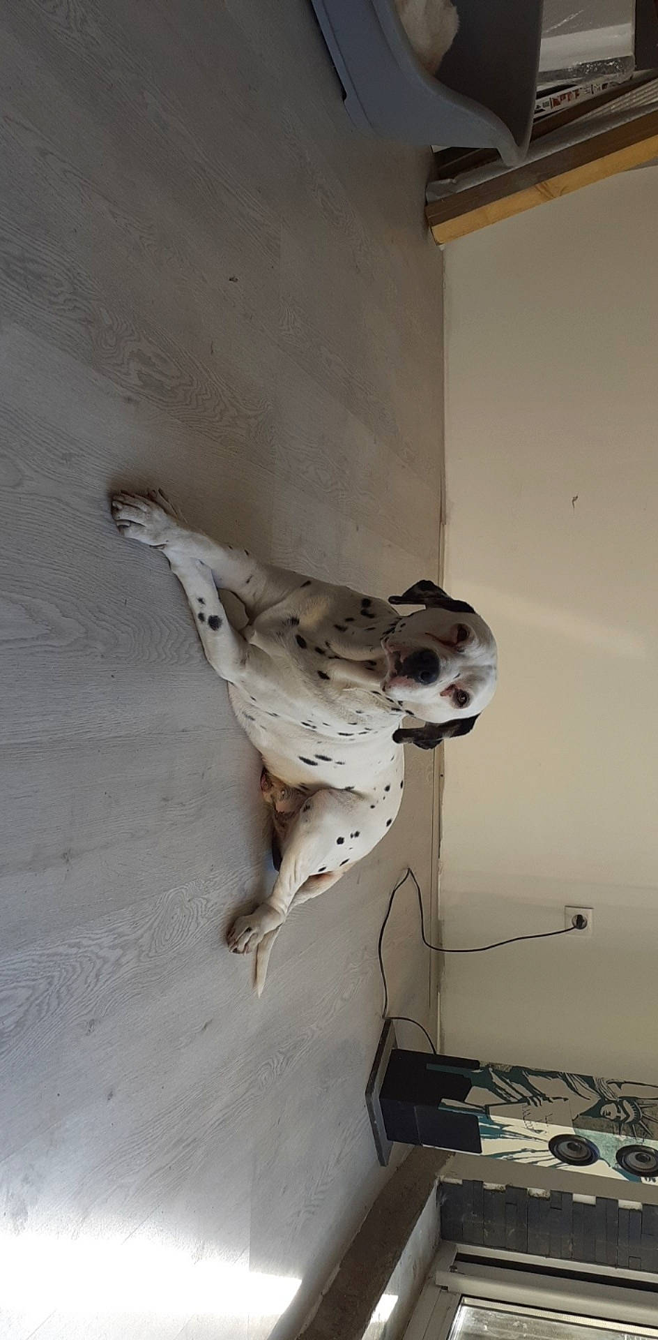 Roco a rejoint le concours — aidez-le/la à gagner de superbes lots ! plaster