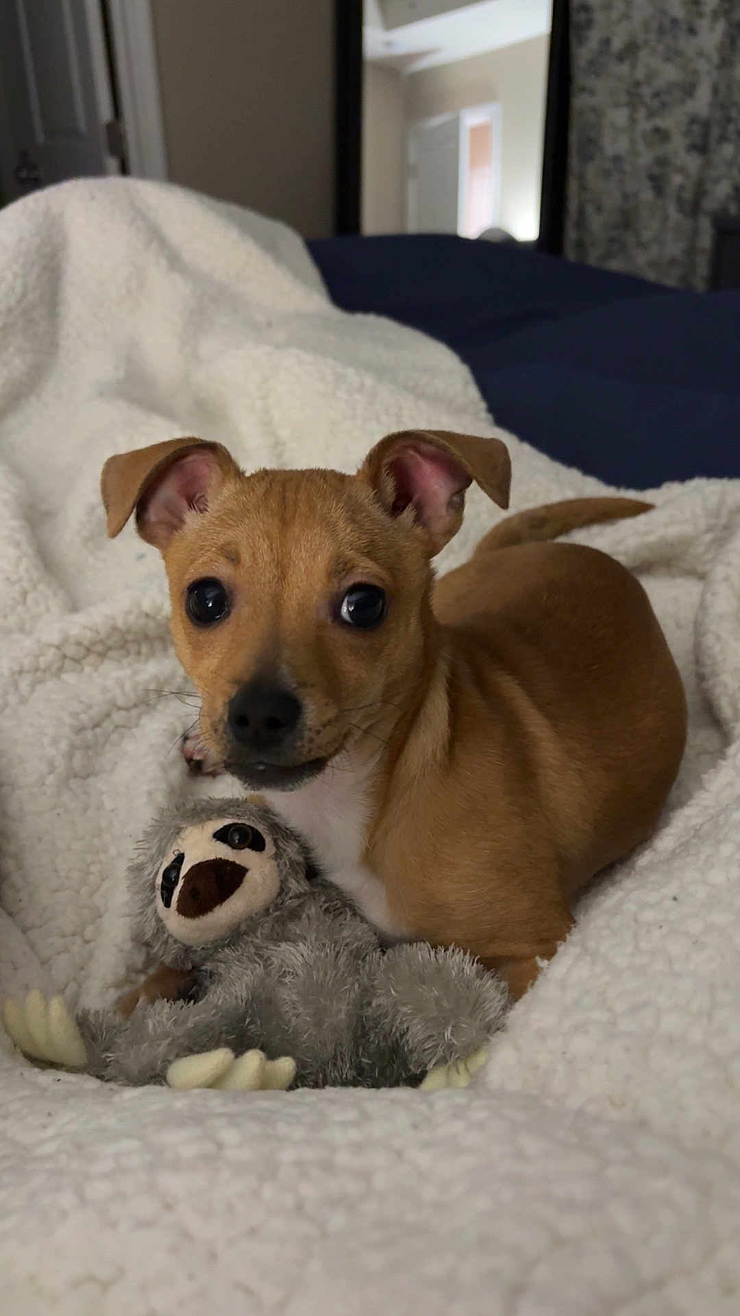 Piper Lou joined the competition — help win amazing prizes! dog, puppy, pet, blanket, bed, plush_toy, sloth, toy, indoor, cozy, brown_fur, big_eyes, ears, nose, portrait, close_up, looking_at_camera, sleepy, home, fabric_texture