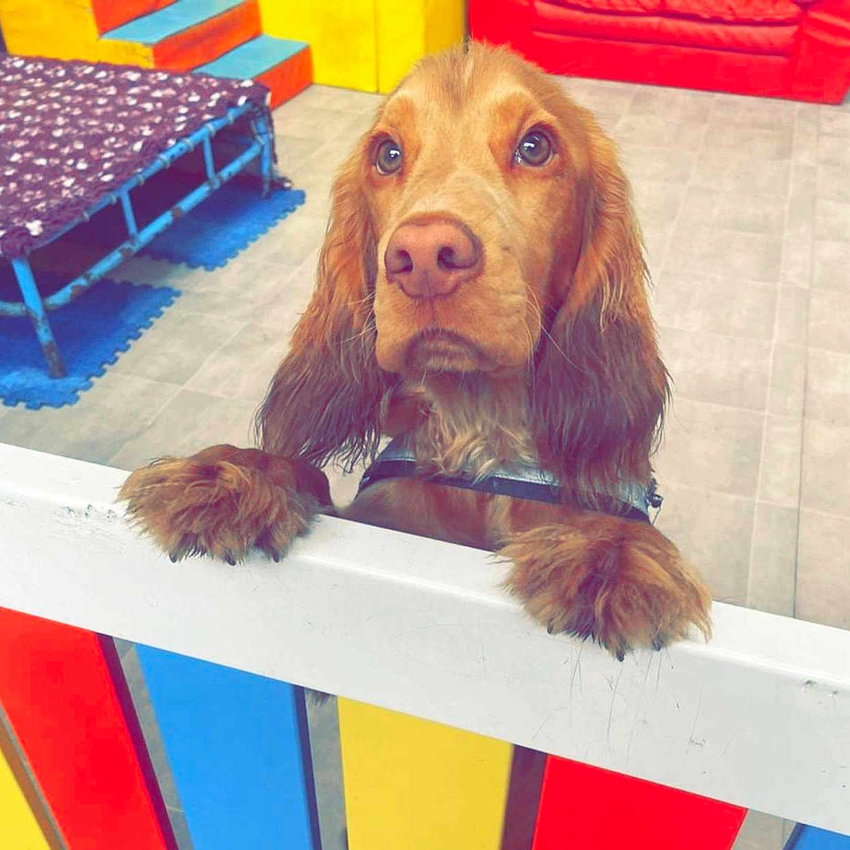 Oscar is registered to the contest to win money with this photo: airedale, animal, architecture, bench, building, canine, cockerspaniel, dog, furniture, goldenretriever, hound, indoors, labradorretriever, outdoors, pet, playarea, puppy, shelter, snout, terrier