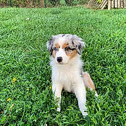 Perle a rejoint le concours — aidez-le/la à gagner de superbes lots ! puppy, dog, grass, garden, outdoor, animal, pet, fluffy, heterochromia, greenery, nature, cute, young, sitting, adorable, eyes, fur, small_flowers, summer, playful