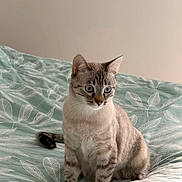 Azna a rejoint le concours — aidez-le/la à gagner de superbes lots ! cat, tabby, blue_eyes, pet, animal, indoor, bed, bedding, leaf_pattern, teal, fur, whiskers, alert, sitting, curious, domestic_cat, soft_lighting, beige_wall, feline, cute