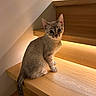 kitten, cat, stairs, wood, indoor, pet, animal, curious, feline, young, cute, sitting, looking, ears, tail, whiskers, light, shadow, cozy, domestic