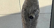 Azna participe au concours pour gagner de l'argent avec cette photo : cat, standing, curious, tiles, plant_pot, outdoor, window, glass_door, pet, animal, feline, looking, alert, domestic_cat, whiskers, tail, ears, paws, gray_cat, daylight