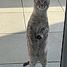 cat, standing, curious, tiles, plant_pot, outdoor, window, glass_door, pet, animal, feline, looking, alert, domestic_cat, whiskers, tail, ears, paws, gray_cat, daylight