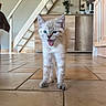 kitten, cat, floor, tile, indoor, home, kitchen, cabinet, stairs, painting, furniture, animal, pet, cute, small, fur, blue_eyes, mouth_open, whiskers, curious