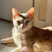 Elyon a rejoint le concours — aidez-le/la à gagner de superbes lots ! aegean_cat, arabian_mau, asian, carnivore, cat, domestic_short_haired_cat, ear, fawn, felidae, german_rex, kitten, mammal, small_to_medium_sized_cats, turkish_angora, turkish_van, vertebrate, whiskers