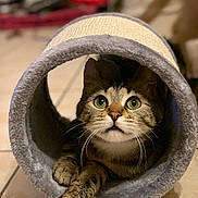 Neiko participe au concours pour gagner de l'argent avec cette photo : american_shorthair, asian, carnivore, cat, domestic_short_haired_cat, dragon_li, european_shorthair, felidae, hat, headgear, kitten, mammal, scottish_fold, small_to_medium_sized_cats, tabby_cat, whiskers