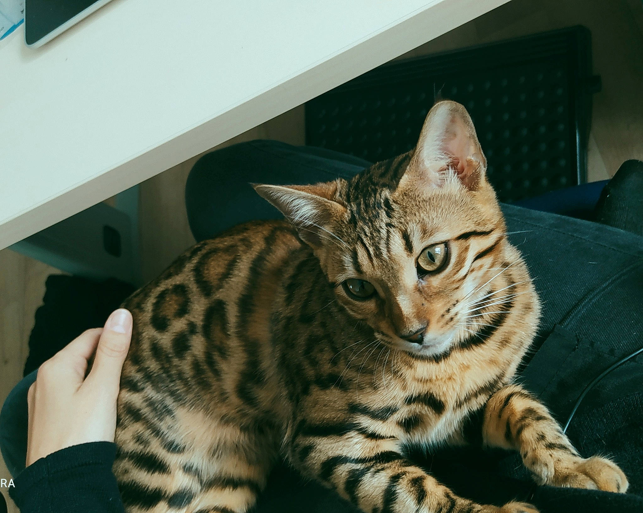 Soukina a rejoint le concours — aidez-le/la à gagner de superbes lots ! carnivore, cat, comfort, domestic_short_haired_cat, felidae, fur, paw, sitting, small_to_medium_sized_cats, snout, terrestrial_animal, whiskers