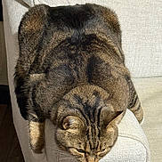 Gracie joined the competition — help win amazing prizes! animal, cat, chair, cozy, cushion, ears, feline, fur, furniture, indoor, lying_down, paws, pet, portrait, relaxed, sitting, sleepy, striped_fur, tabby, whiskers
