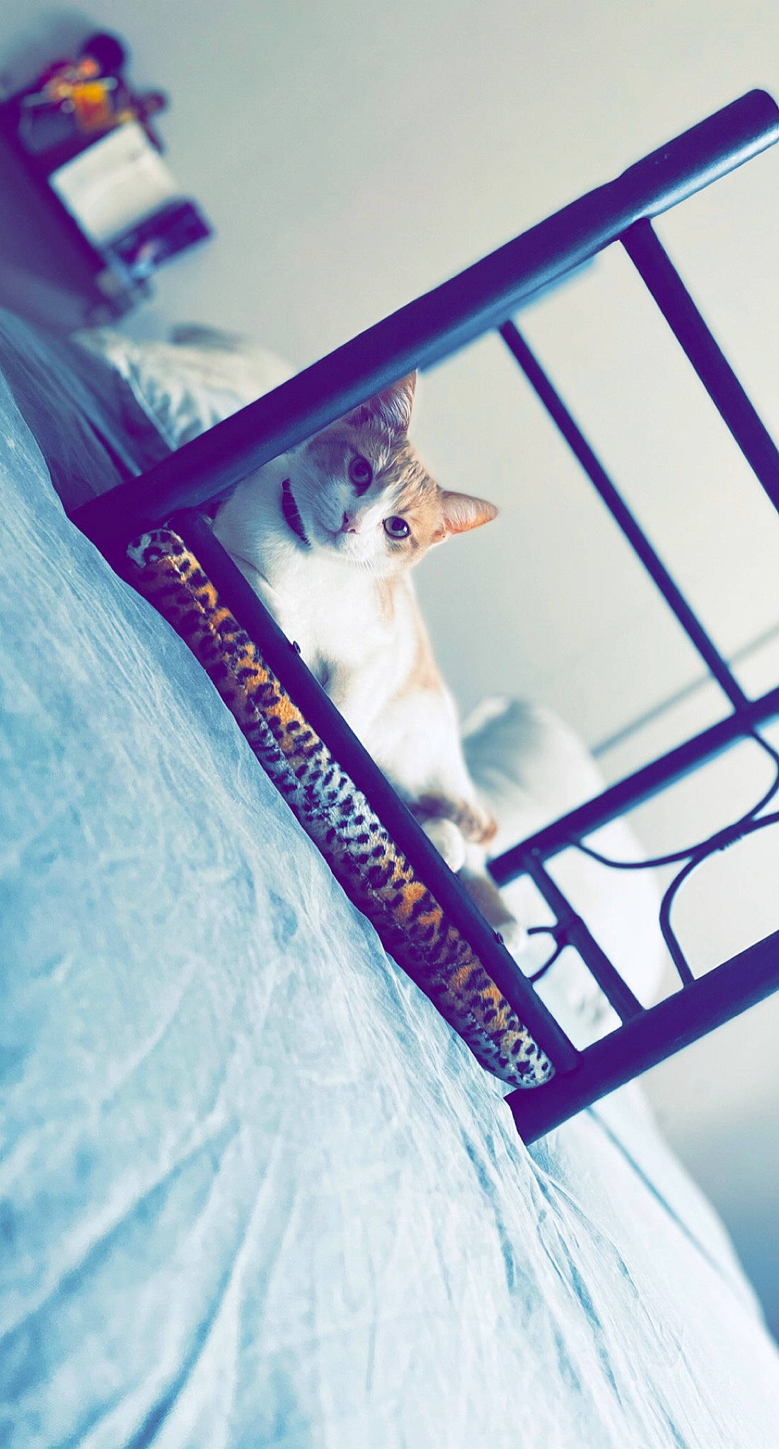 Nalah participe au concours pour gagner de l'argent avec cette photo : blue, canidae, carnivore, cat, companion_dog, dog, dog_breed, felidae, non_sporting_group, pomeranian, puppy, whiskers