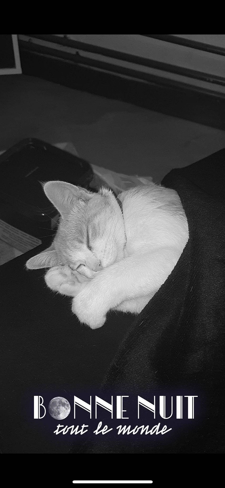 Nalah participe au concours pour gagner de l'argent avec cette photo : asian, black, black_and_white, carnivore, cat, ear, felidae, fur, kitten, monochrome, nap, paw, photo_caption, photography, sleep, small_to_medium_sized_cats, snapshot, tail, whiskers, white