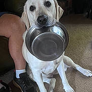 Teal joined the competition — help win amazing prizes! dog, labrador_retriever, pet, food_bowl, carpet, indoor, person_leg, shoe, waiting, animal, mammal, canine, cute, expression, looking_up, home, domestic, companion, floor, resting